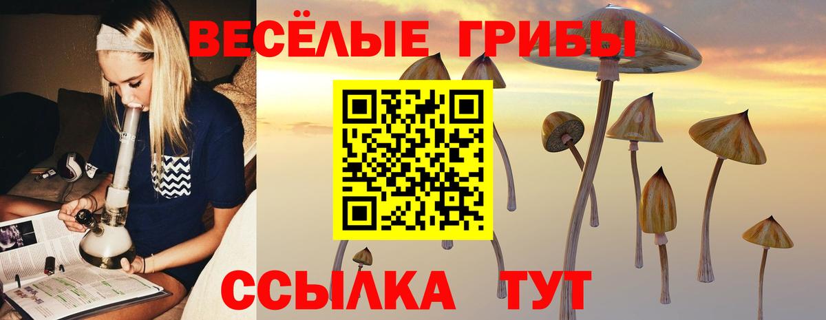 Галлюциногенные грибы Psilocybine cubensis Красноярск